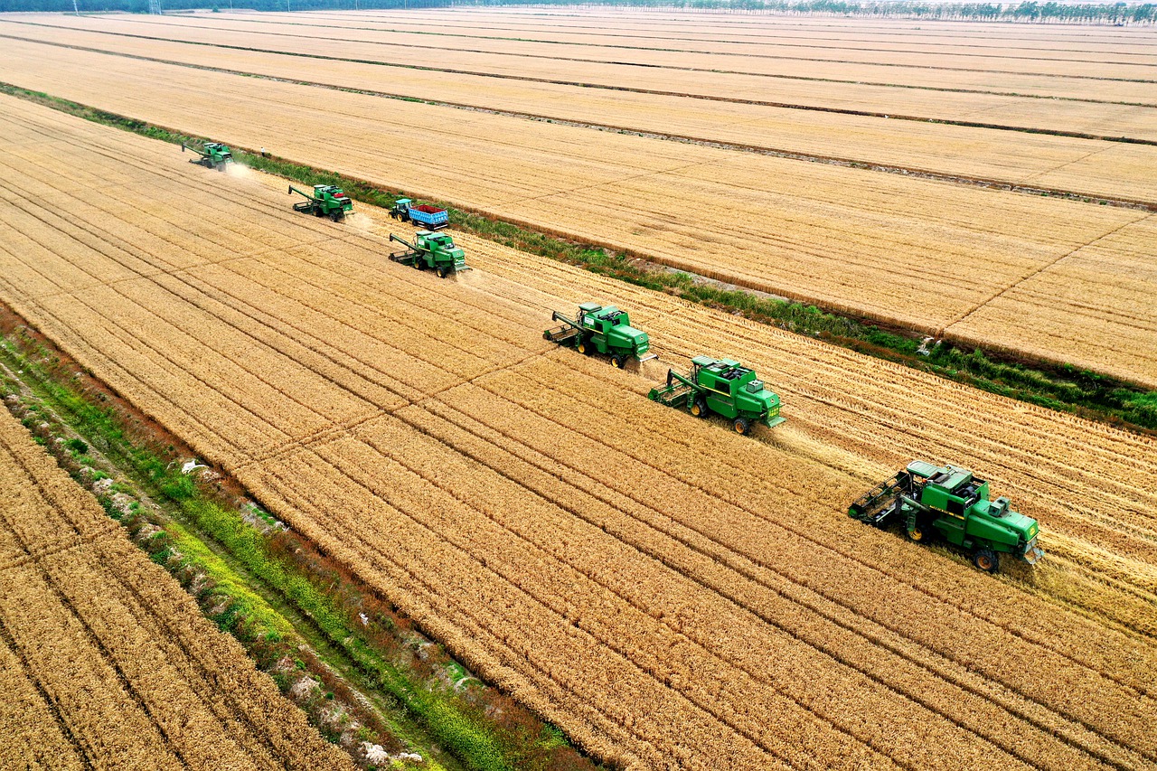 Mietitrebbie al lavoro in un campo di grano